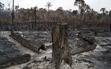 Cháy rừng Amazon: Bầu trời Brazil chìm trong khói tro, 3h chiều tối đen như giữa đêm ảnh 2