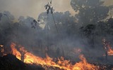 Cháy rừng Amazon: Bầu trời Brazil chìm trong khói tro, 3h chiều tối đen như giữa đêm ảnh 12