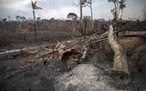 Cháy rừng Amazon: Bầu trời Brazil chìm trong khói tro, 3h chiều tối đen như giữa đêm ảnh 16