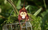 Bí ẩn về loài phong lan mặt khỉ ở Nam Mỹ với những biểu lộ cảm xúc khó tin...