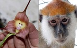 Bí ẩn về loài phong lan mặt khỉ ở Nam Mỹ với những biểu lộ cảm xúc khó tin...