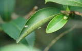 Loại cây cứ bị bọ cắn là tăng giá gấp 13 lần, chỉ trồng được vài tỉnh thành ở Việt Nam