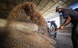 Thỏa thuận xuất khẩu ngũ cốc từ Ukraine tiết lộ chi tiết nguy hiểm đối với Mỹ