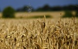 Thỏa thuận xuất khẩu ngũ cốc từ Ukraine tiết lộ chi tiết nguy hiểm đối với Mỹ