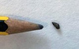 [ẢNH] Bò lùn nhỏ nhất thế giới và những sinh vật tí hon siêu hiếm ảnh 18