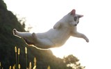 Những tuyệt kỹ võ công của loài Mèo con người khổ luyện chưa chắc thành tài ảnh 11