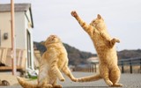 Những tuyệt kỹ võ công của loài Mèo con người khổ luyện chưa chắc thành tài ảnh 12