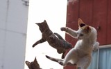 Những tuyệt kỹ võ công của loài Mèo con người khổ luyện chưa chắc thành tài ảnh 13