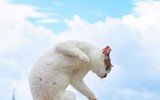 Những tuyệt kỹ võ công của loài Mèo con người khổ luyện chưa chắc thành tài ảnh 15