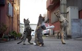 Những tuyệt kỹ võ công của loài Mèo con người khổ luyện chưa chắc thành tài ảnh 17