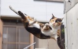 Những tuyệt kỹ võ công của loài Mèo con người khổ luyện chưa chắc thành tài ảnh 1