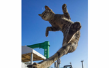 Những tuyệt kỹ võ công của loài Mèo con người khổ luyện chưa chắc thành tài ảnh 22