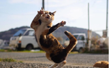 Những tuyệt kỹ võ công của loài Mèo con người khổ luyện chưa chắc thành tài ảnh 21