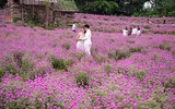 Giới trẻ Hà Nội háo hức với cánh đồng cúc bách nhật ảnh 2