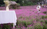 Giới trẻ Hà Nội háo hức với cánh đồng cúc bách nhật ảnh 17