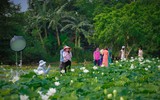 Lạc lối giữa đầm sen trắng tinh khôi rộng gần 1.000m2 ở ngoại thành Hà Nội