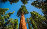 Chiêm ngưỡng cây cổ thụ cao nhất thế giới
