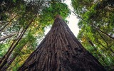 Chiêm ngưỡng cây cổ thụ cao nhất thế giới