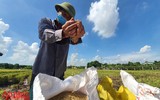 [Ảnh] Công an Thủ đô đội nắng, thâu đêm cứu lúa giúp nông dân trong khu phong tỏa ảnh 27