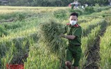 [Ảnh] Công an Thủ đô đội nắng, thâu đêm cứu lúa giúp nông dân trong khu phong tỏa ảnh 11
