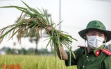 [Ảnh] Công an Thủ đô đội nắng, thâu đêm cứu lúa giúp nông dân trong khu phong tỏa ảnh 6