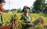 [Ảnh] Công an Thủ đô đội nắng, thâu đêm cứu lúa giúp nông dân trong khu phong tỏa ảnh 7