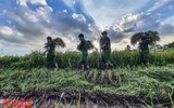 [Ảnh] Công an Thủ đô đội nắng, thâu đêm cứu lúa giúp nông dân trong khu phong tỏa ảnh 10
