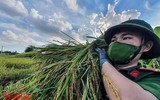 [Ảnh] Công an Thủ đô đội nắng, thâu đêm cứu lúa giúp nông dân trong khu phong tỏa ảnh 4
