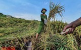 [Ảnh] Công an Thủ đô đội nắng, thâu đêm cứu lúa giúp nông dân trong khu phong tỏa ảnh 17