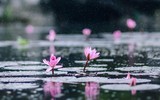 Ngỡ ngàng với cảnh đẹp như tranh của suối Yến chùa Hương mùa hoa súng tháng 11 ảnh 5