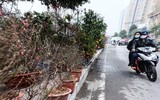 Hoa đào tươi thắm mang Xuân về phố phường Hà Nội bất chấp Covid-19