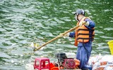 Công nhân thoát nước trực cả ngày vớt cá chết hàng loạt ở hồ Tây ảnh 4