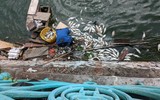 Công nhân thoát nước trực cả ngày vớt cá chết hàng loạt ở hồ Tây ảnh 13