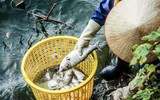 Công nhân thoát nước trực cả ngày vớt cá chết hàng loạt ở hồ Tây ảnh 14