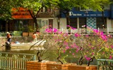 Đẹp ngỡ ngàng mùa hoa giấy nở rộ đầu đông bên hồ Trúc Bạch ảnh 11