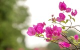 Đẹp ngỡ ngàng mùa hoa giấy nở rộ đầu đông bên hồ Trúc Bạch ảnh 10