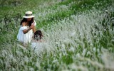 Ngắm triền đê cỏ lau trắng muốt tuyệt đẹp bên sông Hồng lúc chiều tà ảnh 6