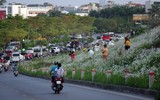 Ngắm triền đê cỏ lau trắng muốt tuyệt đẹp bên sông Hồng lúc chiều tà ảnh 13