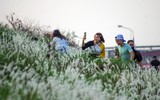 Ngắm triền đê cỏ lau trắng muốt tuyệt đẹp bên sông Hồng lúc chiều tà ảnh 10