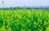 Ngắm cánh đồng hoa cải vàng tuyệt đẹp bên sông ngoại thành Hà Nội ảnh 15
