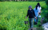 Ngắm cánh đồng hoa cải vàng tuyệt đẹp bên sông ngoại thành Hà Nội ảnh 4