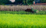 Ngắm cánh đồng hoa cải vàng tuyệt đẹp bên sông ngoại thành Hà Nội ảnh 3