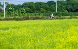 Ngắm cánh đồng hoa cải vàng tuyệt đẹp bên sông ngoại thành Hà Nội ảnh 1