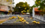 Ngắm hoa bún nở rộ với vẻ đẹp độc đáo giữa lòng Thủ đô ảnh 6