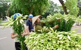 Tháng tư về, hoa loa kèn tinh khôi xuống phố ảnh 2