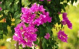 Rực rỡ làng nghề hoa giấy Phù Đổng ảnh 5