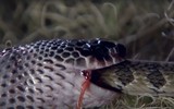 Loài rắn không nọc độc lại là “chuyên gia” săn rắn kịch độc