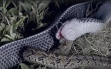 Loài rắn không nọc độc lại là “chuyên gia” săn rắn kịch độc