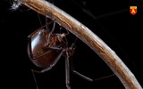 Những loài nhện độc đáng sợ nhất với con người