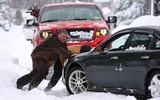 Người dân New York vật lộn trong trận bão tuyết lớn nhất năm  ảnh 3